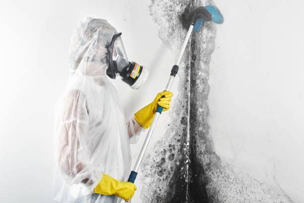 Best Commercial Mold Inspection  in Stockbridge, GA