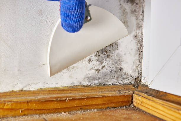 Best Indoor Air Quality Assessment  in Stockbridge, GA